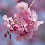 cherry blossom