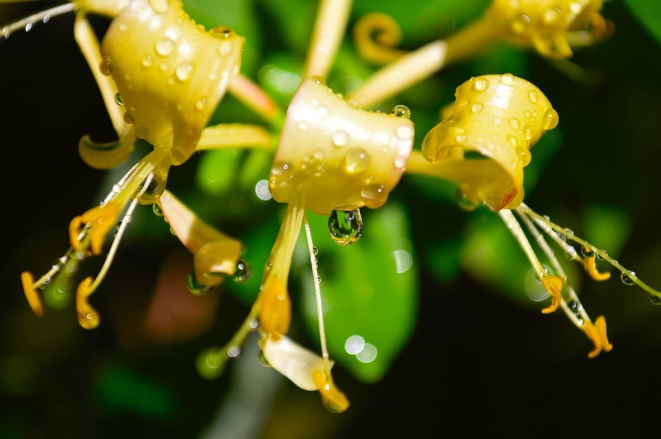 honeysuckle plantc