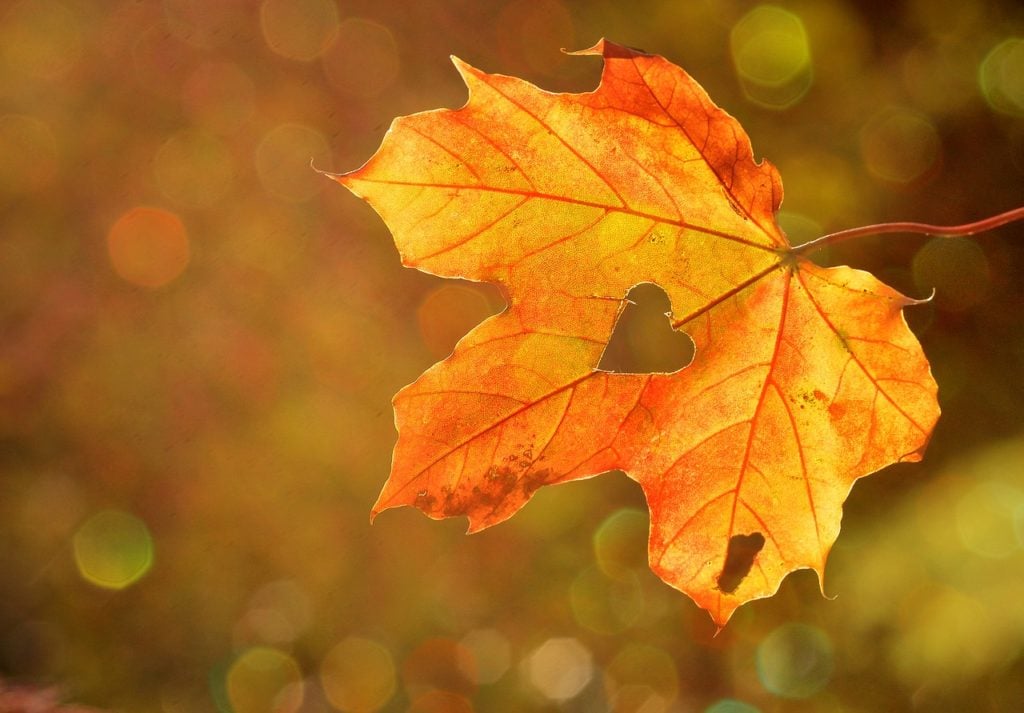 Leaves