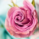 The colours of spring 2018