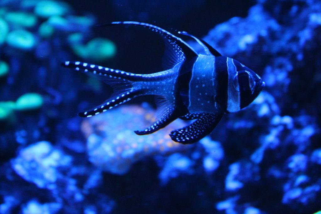 Blue planet