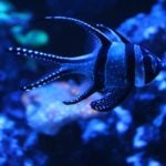 Blue planet