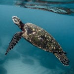 world turtle day thumbnail