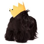Radley Scottie Dog