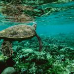 The Certina DS Action Sea Turtle 60