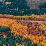 Trending Watch Colours for Autumn
