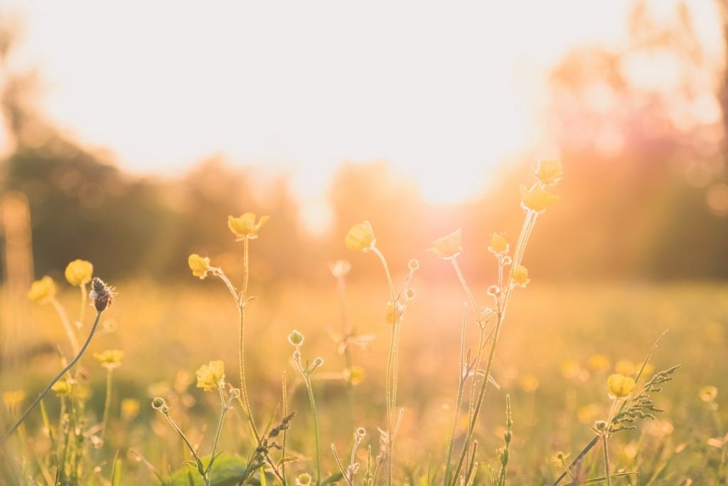 History of Daylight Saving Time