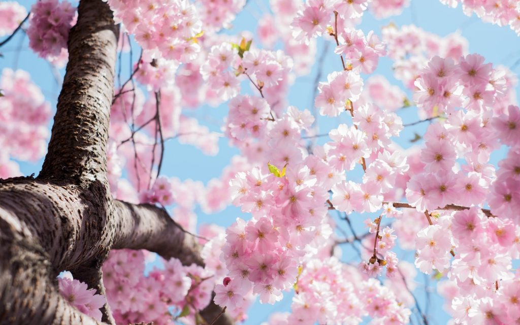 Floral Watches for Spring 2021