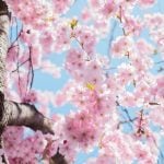 Floral Watches for Spring 2021