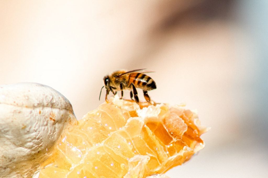 Bee-Inspired Accessories for Honey Bee Day