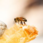Bee-Inspired Accessories for Honey Bee Day