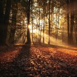 Autumn Watch Trends for Men