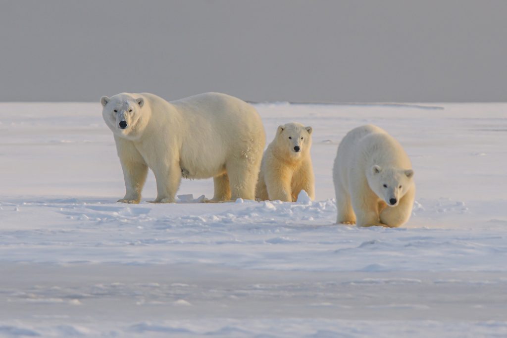 Female polar bear with two cubs