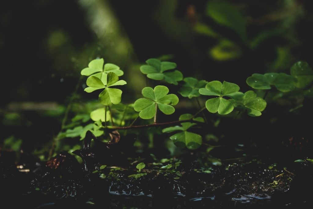 Green Watches for St Patrick's Day