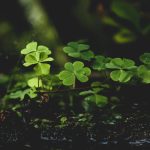 Green Watches for St Patrick's Day