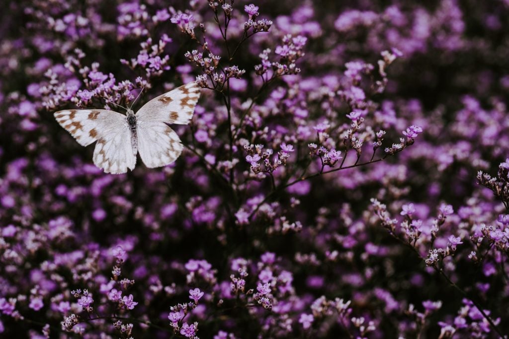Butterfly Accessories for Summer 2022
