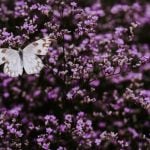 Butterfly Accessories for Summer 2022