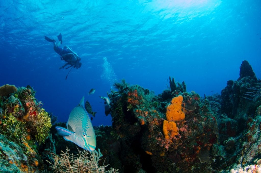 Best Watches for Beginner Divers
