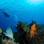 Best Watches for Beginner Divers