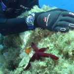Deep Dive into Squale