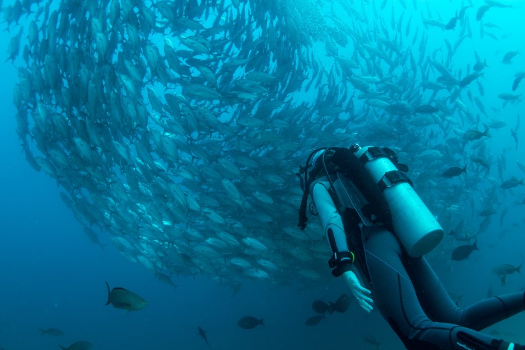 What is the Best Diver's Watch?