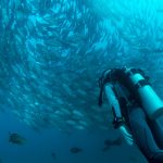 What is the Best Diver's Watch?