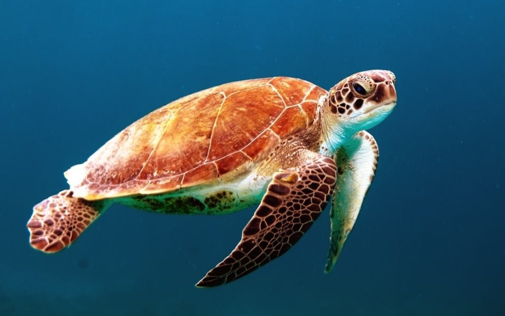 Divers Watches for World Oceans Day 2023