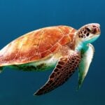 Divers Watches for World Oceans Day 2023