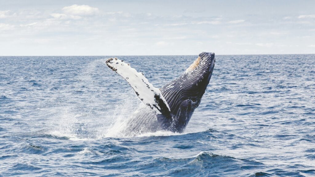 Watches for World Ocean Day