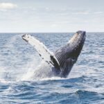 Watches for World Ocean Day
