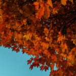 Nature-Inspired Watches for Autumn