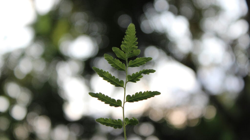 Eco-Friendly Timepieces for Earth Day