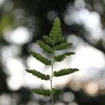Eco-Friendly Timepieces for Earth Day